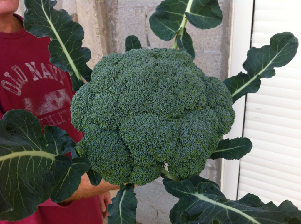 broccoli_04
